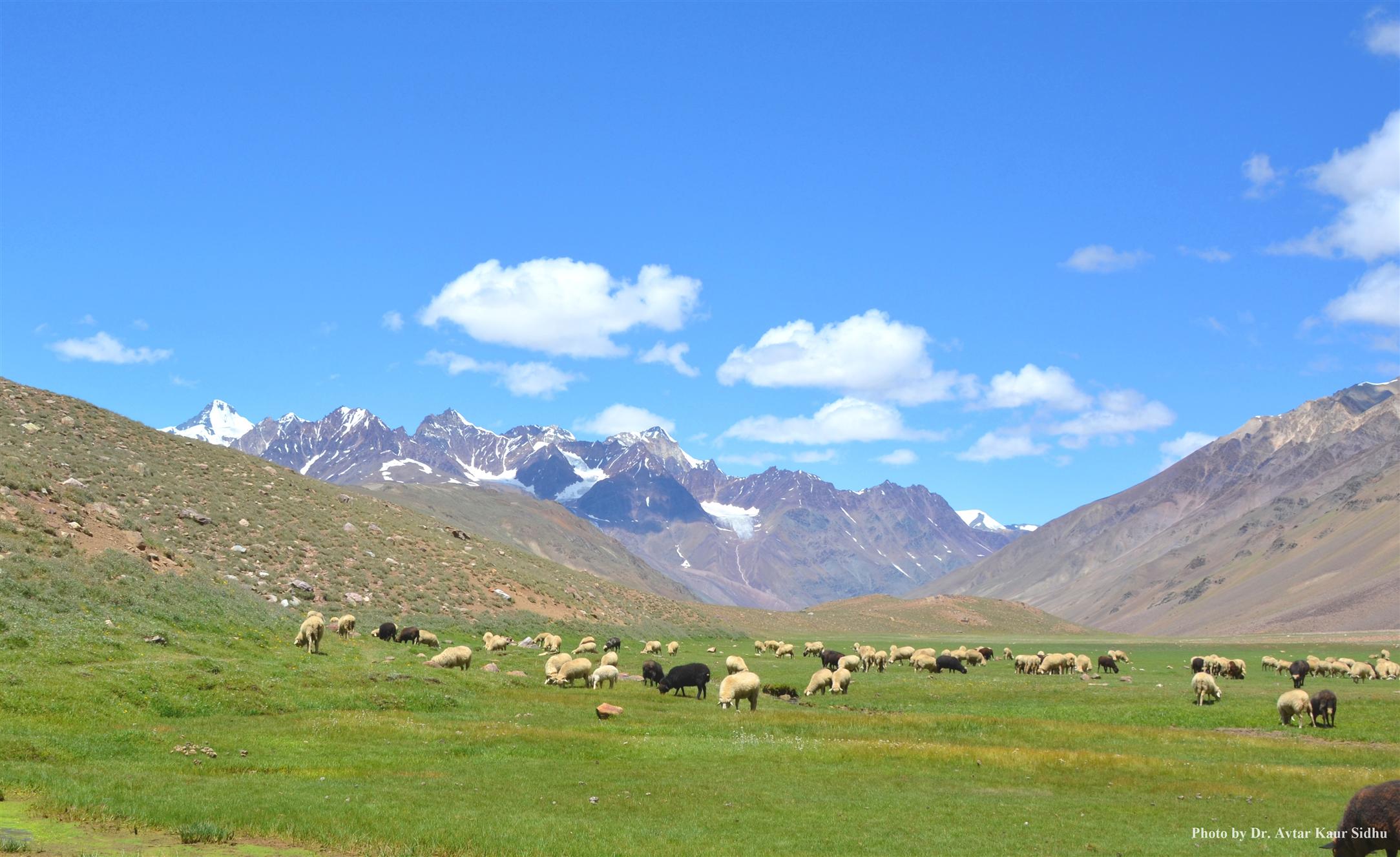 Alpine pasture of Trans Himalaya Spiti - ZSI