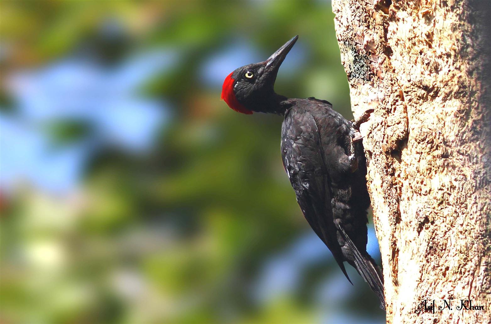 Andaman Woodpecker - BNHS