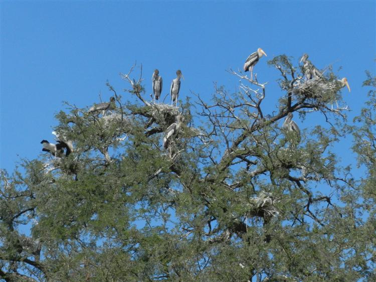 Painted Stork colony in Bhavnagar - BNHS