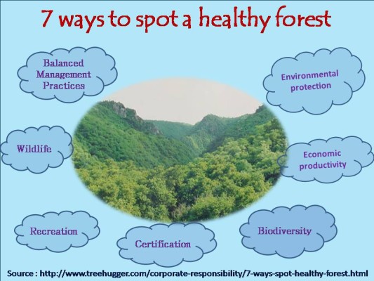 7 ways to spot a healthy forest