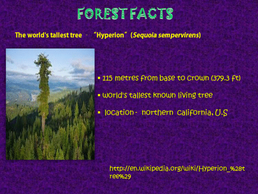forest facts 1