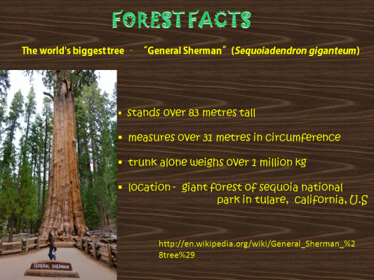 forest facts 2