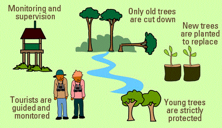 How to sustain tree harvest?
